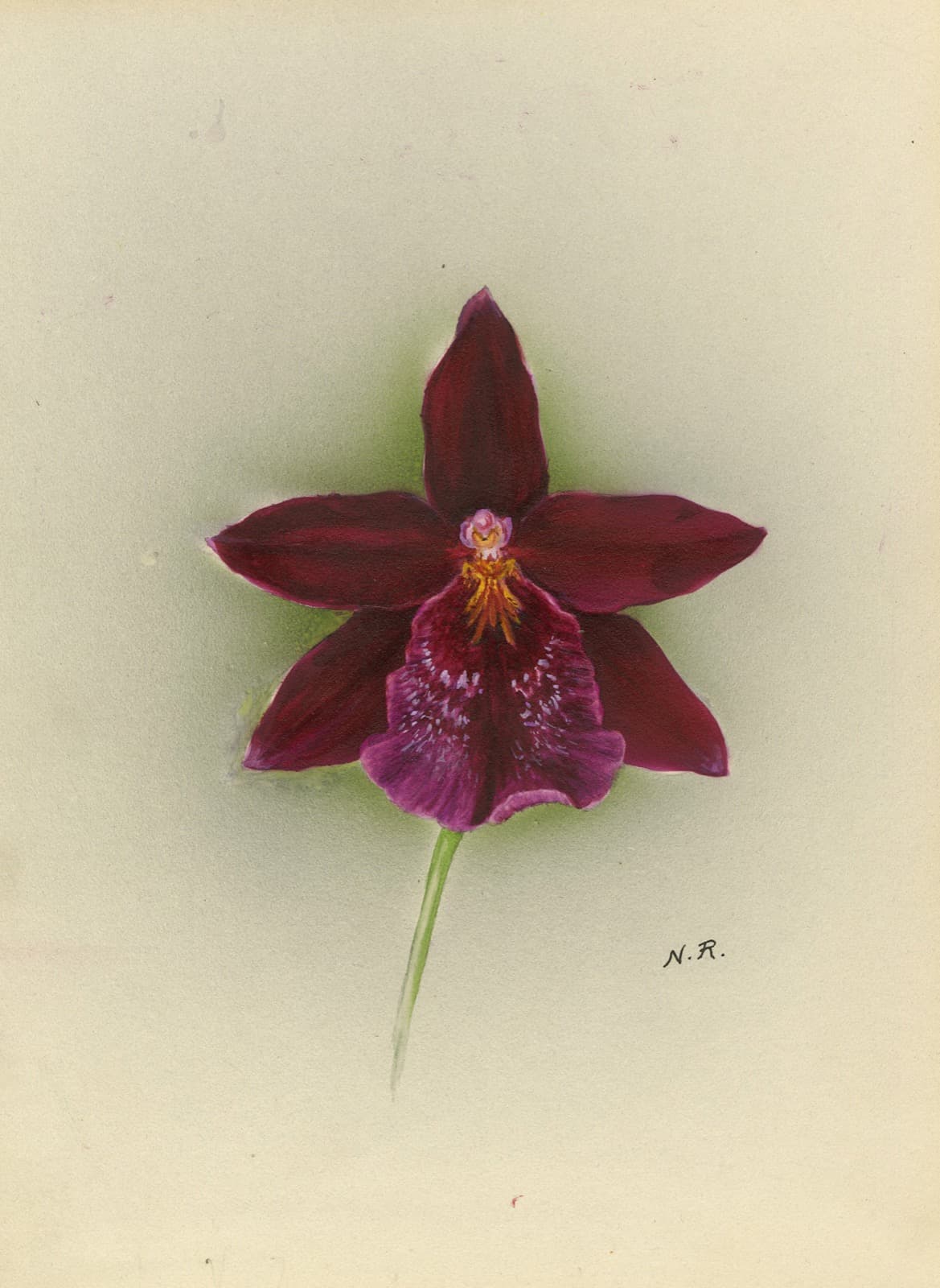 Nelly Roberts: Orchid Painter