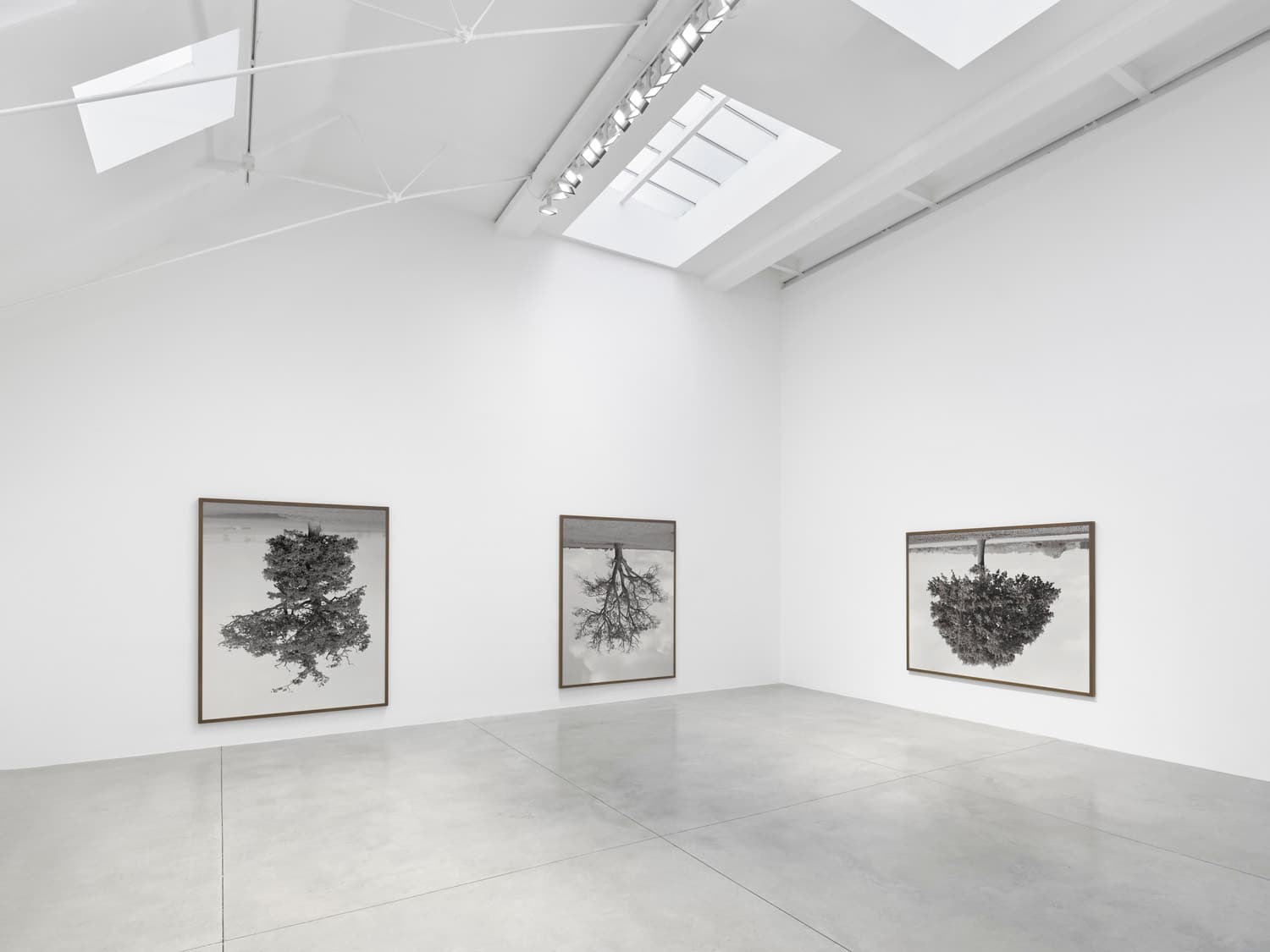 Rodney Graham: Who does not love a tree?